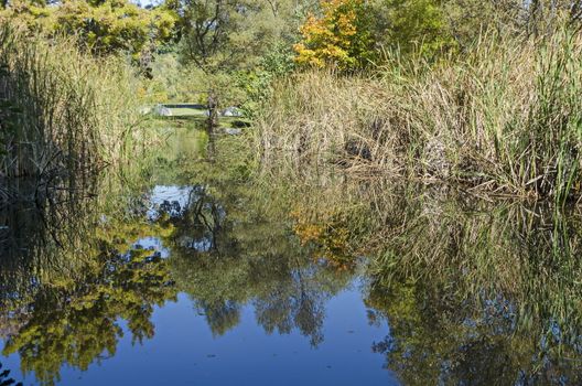 Autumn colorful forest with reeds and reflection in the lake, South Park, Sofia, Bulgaria