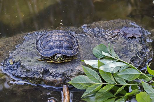 Tortoise, terrapin, turtle or Теstudinidae relax in nature environent at lake, South Park, Sofia, Bulgaria