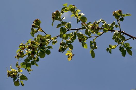 Branch with rosehip green fruits and leaves of Rosa canina or Dog Rose in Plana mountain, Bulgaria