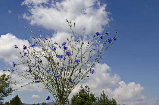 Bouquet of bluebottle,  cornflower or Centaurea cyanus wildflower on a cloudy sky  background, Plana mountain, Bulgaria