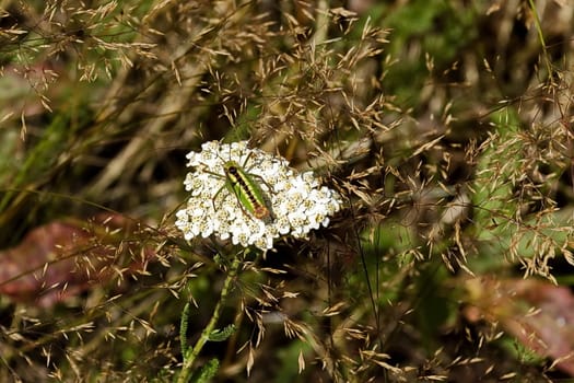 A small green grasshopper against the background of a blooming yarrow, Plana mountain, Bulgaria