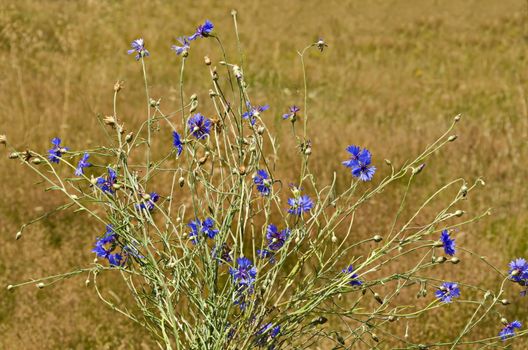 Bouquet of bluebottle,  cornflower or Centaurea cyanus wildflower on a dry grass background, Plana mountain, Bulgaria