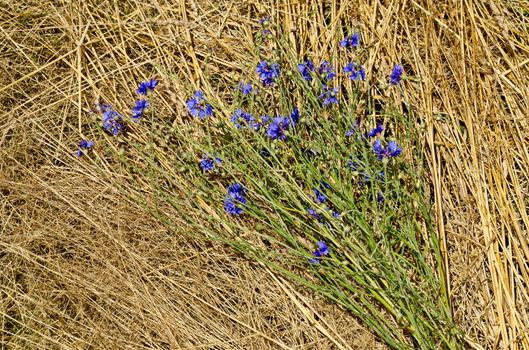 Bouquet of bluebottle,  cornflower or Centaurea cyanus wildflower on a dry grass background, Plana mountain, Bulgaria