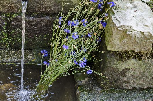 Fresh water gush from  fountain in the Plana mountain with bouquet of cornflower or Centaurea cyanus near village Plana, Bulgaria