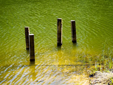 Summer green lake in a forest. vacation concept. copy space