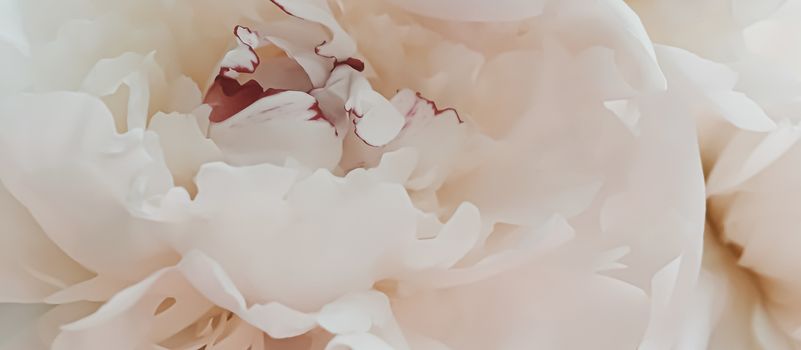 Beige peony flower as abstract floral background for holiday branding design