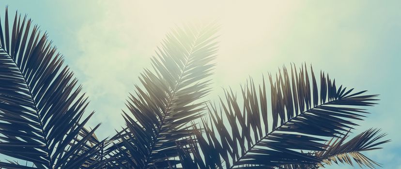 Tropical palm tree leaves in hot summer day as vintage background, nature and travel concept