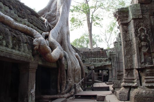 Cambodia, siem reap angkor wat temple ta prohm tree roots tomb raider hindu buddhist shrine