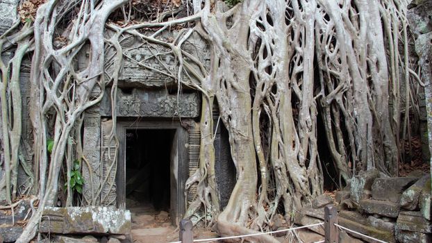 Cambodia, siem reap angkor wat temple ta prohm tree roots tomb raider hindu buddhist shrine