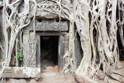 Cambodia, siem reap angkor wat temple ta prohm tree roots tomb raider hindu buddhist shrine