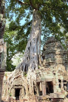 Cambodia, siem reap angkor wat temple ta prohm tree roots tomb raider hindu buddhist shrine