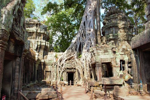 Cambodia, siem reap angkor wat temple ta prohm tree roots tomb raider hindu buddhist shrine