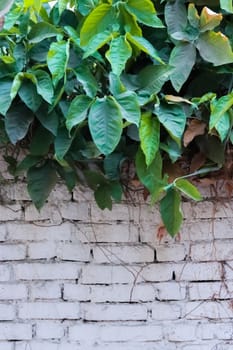 green plant with white wall as background.