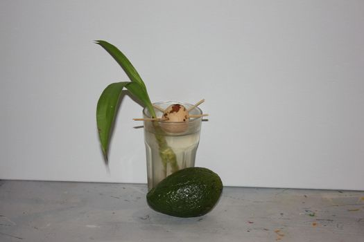 immagine con frutto avocado e seme