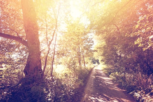 Vintage sunburst gold sunny autumn in the forest. Nature concept.