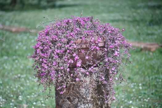 sfondo di giardino con vaso di fiori