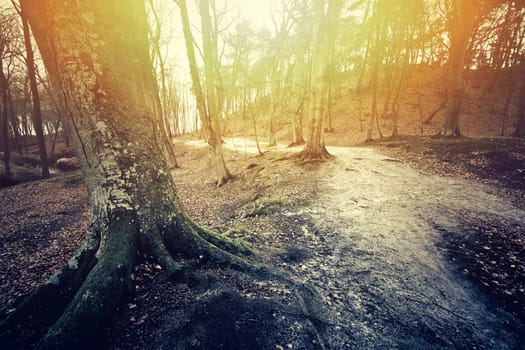 Sun in dark autumn forest. Fall and nature. 