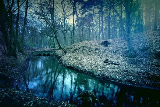 Magical dark and mysterious forest. Nature in the woods.