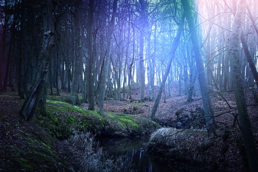 Magical dark and mysterious forest. Nature in the woods.