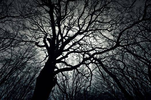 Dead dark winter tree in the forest. Nature in woods. Black and white picture.