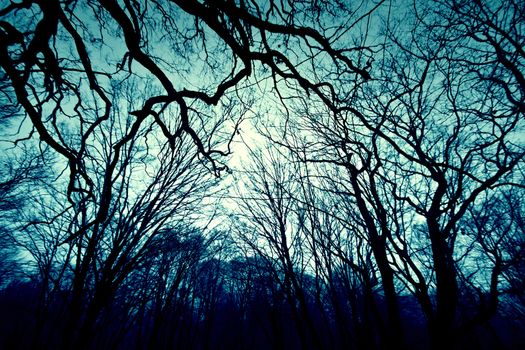 Dark winter forest background. Nature.