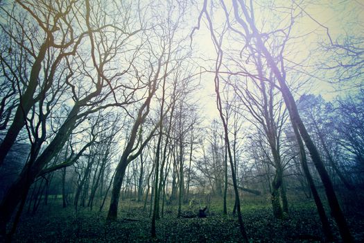 Magical dark and mysterious forest. Nature in the foggy woods.