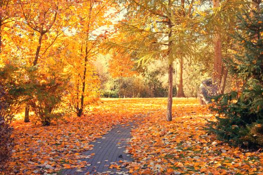 Autumn scenery. Beautiful gold fall in park.