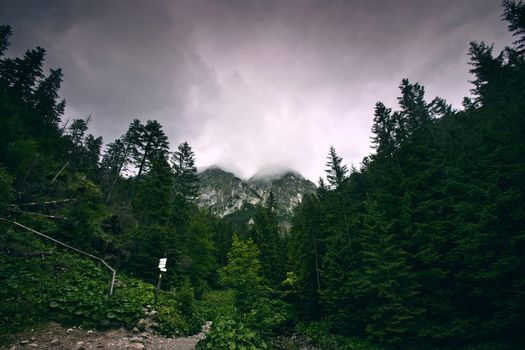 Dark forest in mountains. Nature landscape.