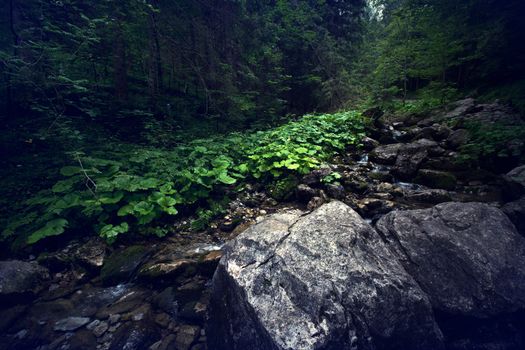 Dark forest in mountains. Nature landscape.