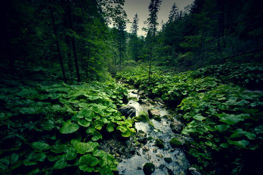 Dark green forest and river. Wilderness and nature.