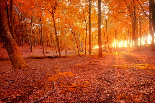 Autumn scenery. Beautiful gold fall in forest.