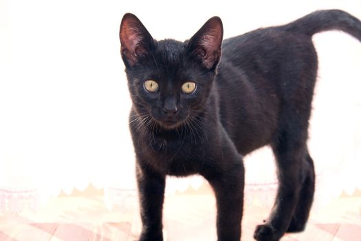 Cute young black cat. Animal. Friday thirteenth bad luck etc concept.