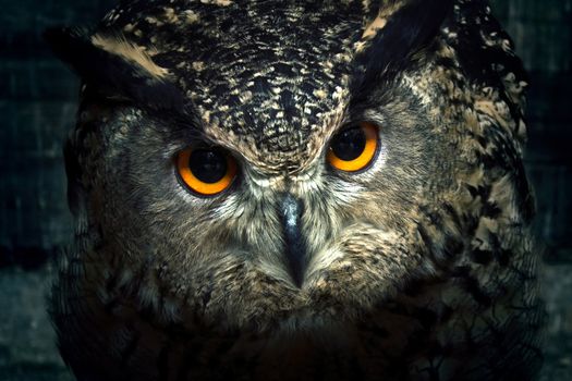 Owl eyes close up. Bird of prey portrait. Wild animal.