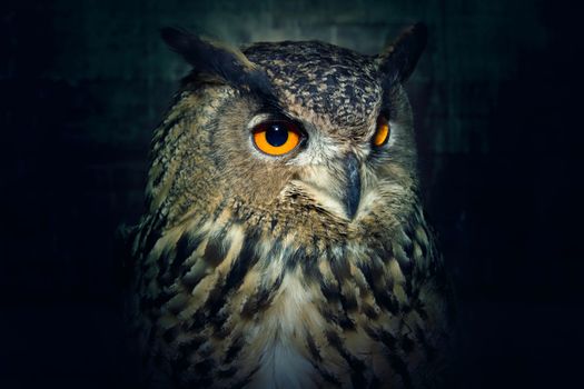 Owl close up at night. Bird of prey portrait. Wild animal.