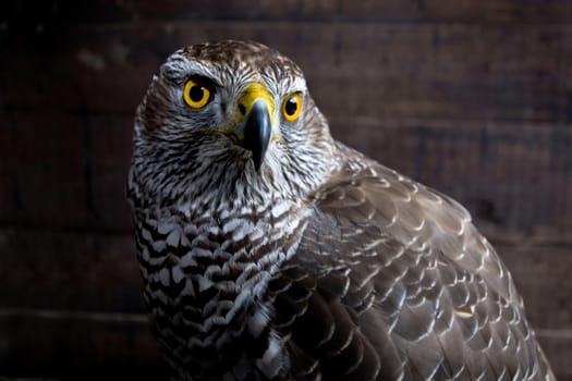 Hawk close up. Bird of prey portrait. Wild animal.