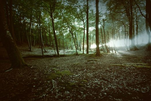 Dark magical forest. Nature landscape.