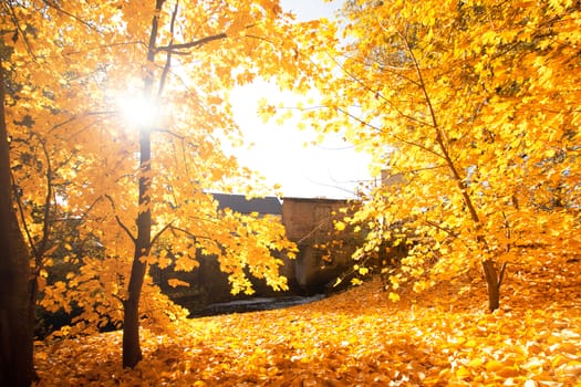 Autumn scenery. Beautiful gold fall in park.