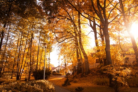 Autumn scenery. Beautiful gold fall in park.