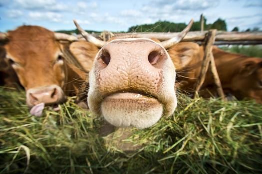 Cows eating straw. Animal breeding in the countryside.