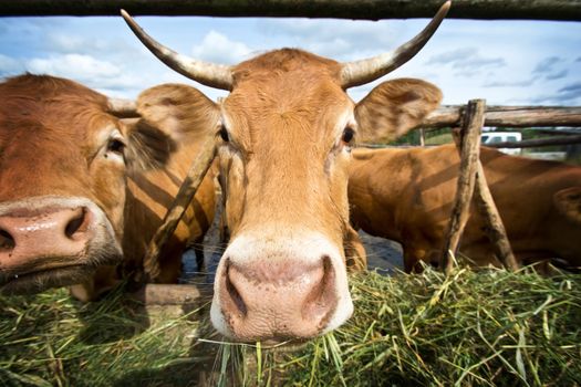 Cows eating straw. Animal breeding in the countryside.