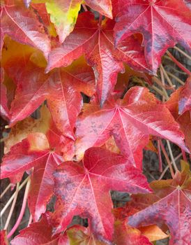 Autumn Red Ivy Leaves