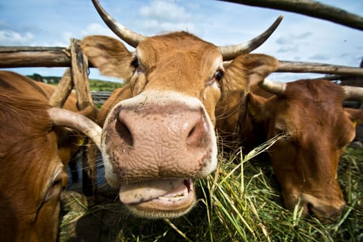 Cows eating straw. Animal breeding in the countryside.