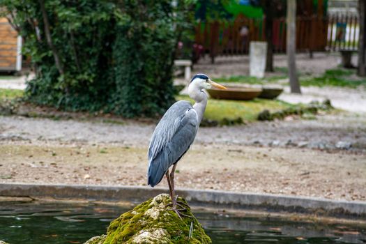 gray heron at terni walk