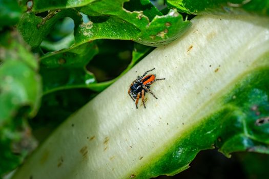 PHILAEUS CHRYSOPS SPIDER SPIDER ON EDIBLE PLANT