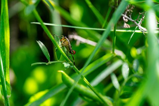 macro insect cricket, mosquito scorpion, cricket