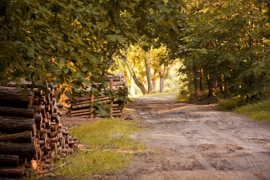 Autumn in the forest. Nature and fall season.