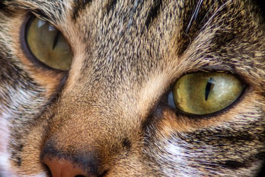 eyes of common wild tiggrate cat