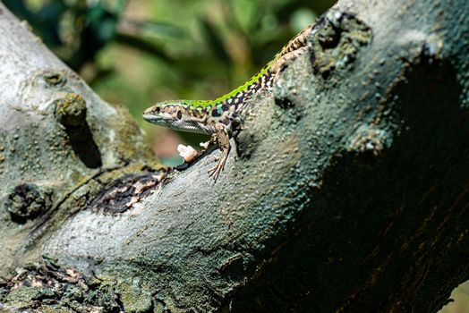 LIZARD PODARCIS SICULUS ON AN OLIVE TREE IN THE SUN