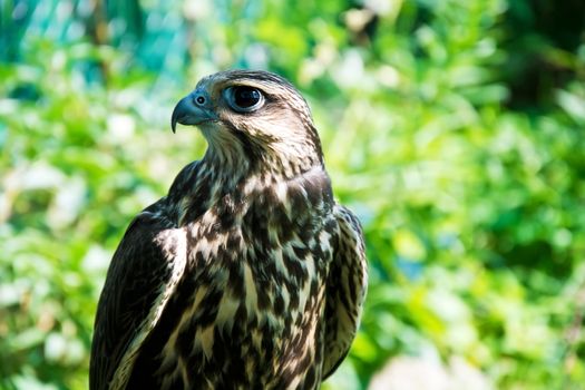 Falcon portrait close up. Birds of prey in nature.