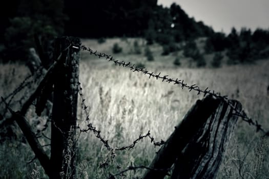 Barbed wire surrounding a farmer's field.